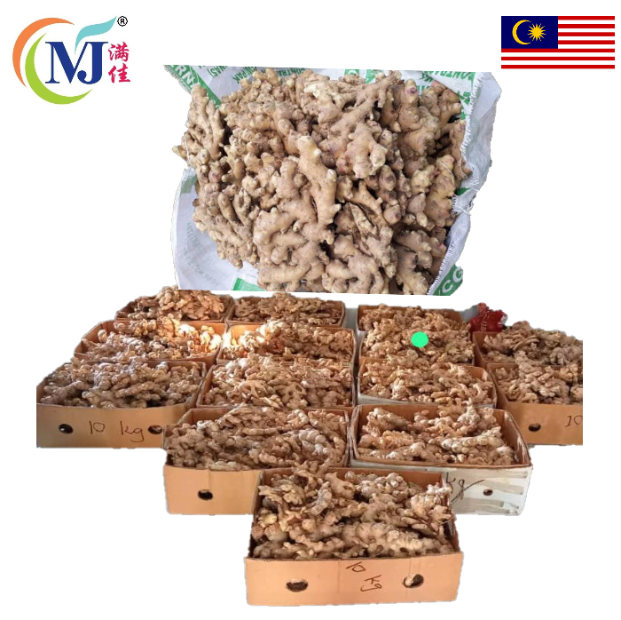 HALIA MUDA BENTONG Premium Segar