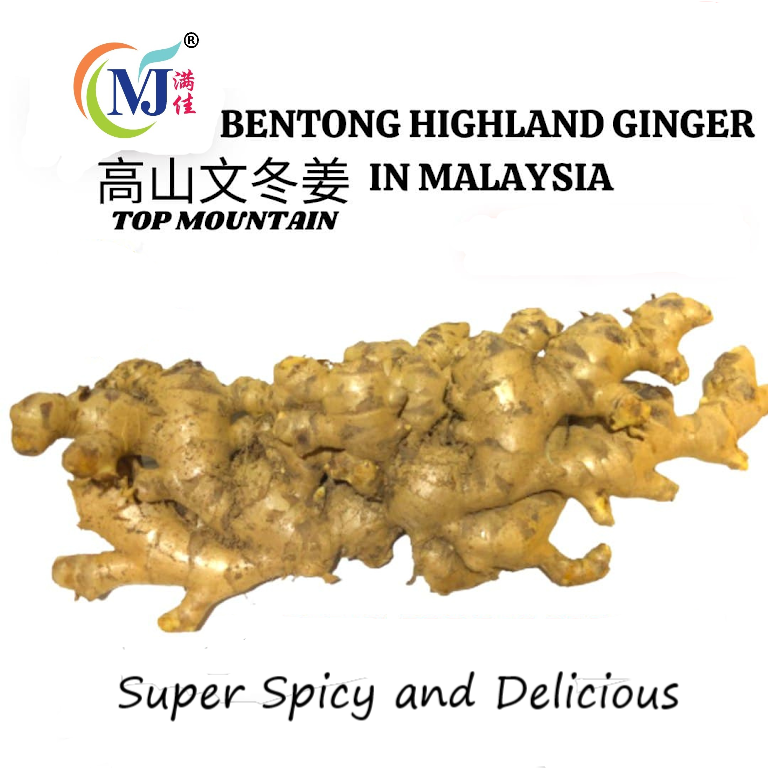 HALIA / Ginger BENTONG Premium Fresh