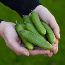 TIMUN/CUCUMBER BABY Local