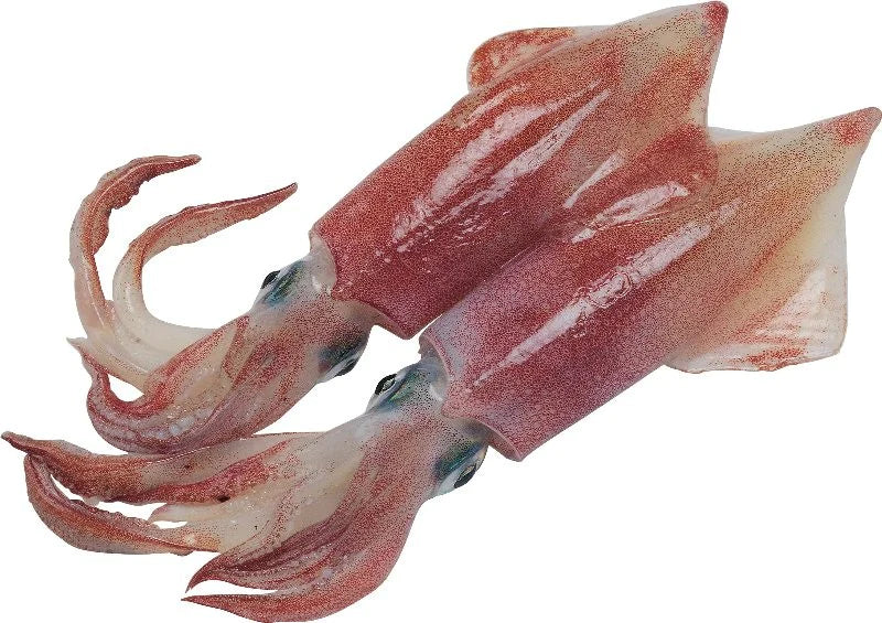 SOTONG RED Whole With Skin Frozen