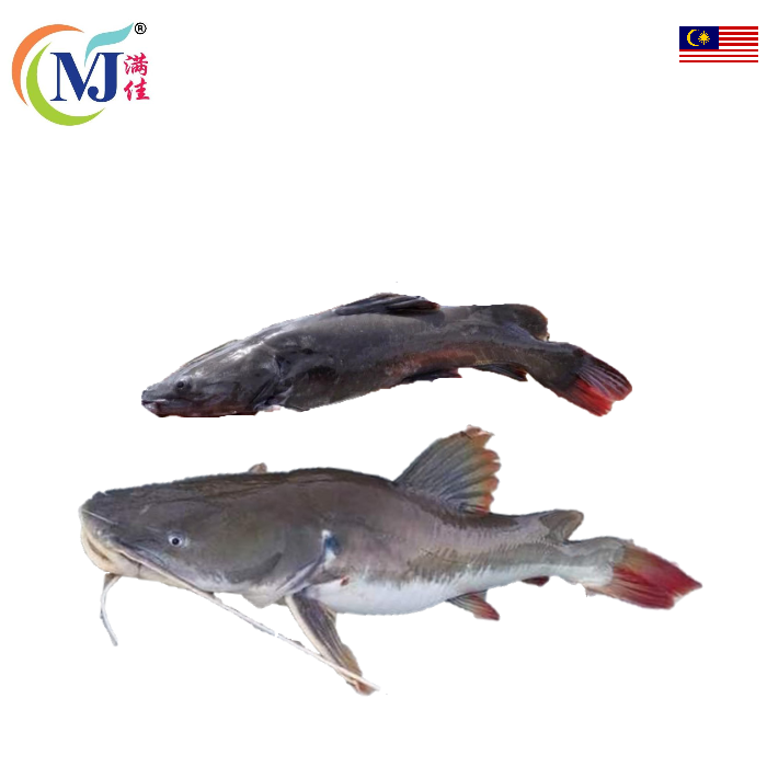 FISH BAUNG MERAH Live