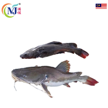 FISH BAUNG MERAH Live