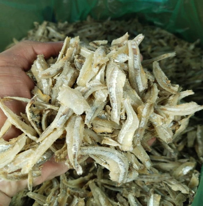 KULIT PUTIH BILIS/Bilis (J) 1.5" Thai