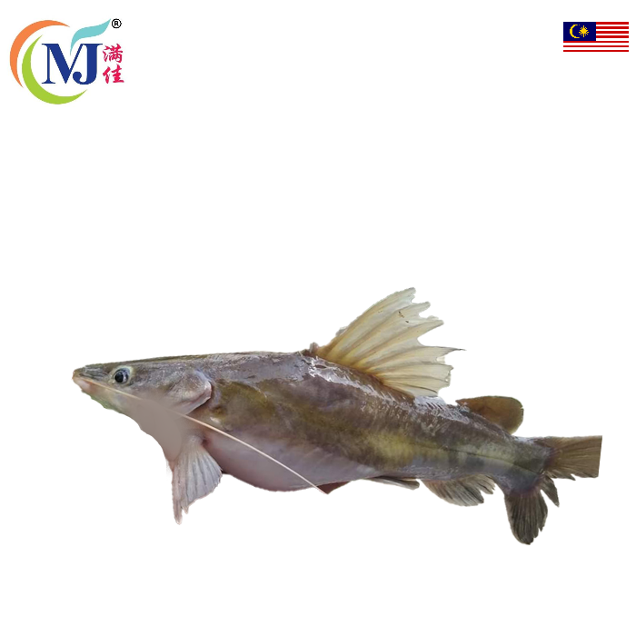 FISH BAUNG KUNING Live