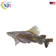 FISH BAUNG KUNING Live