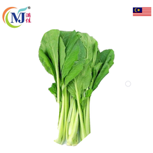 SAWI HIJAU / Mustard Green Local