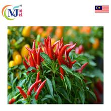 CILI PADI MERAH/RED M'sia