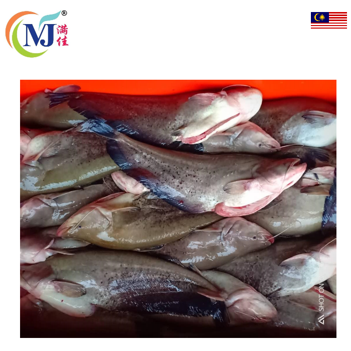 FISH TAPAH Live