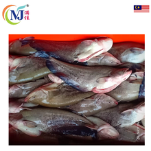 FISH TAPAH Live