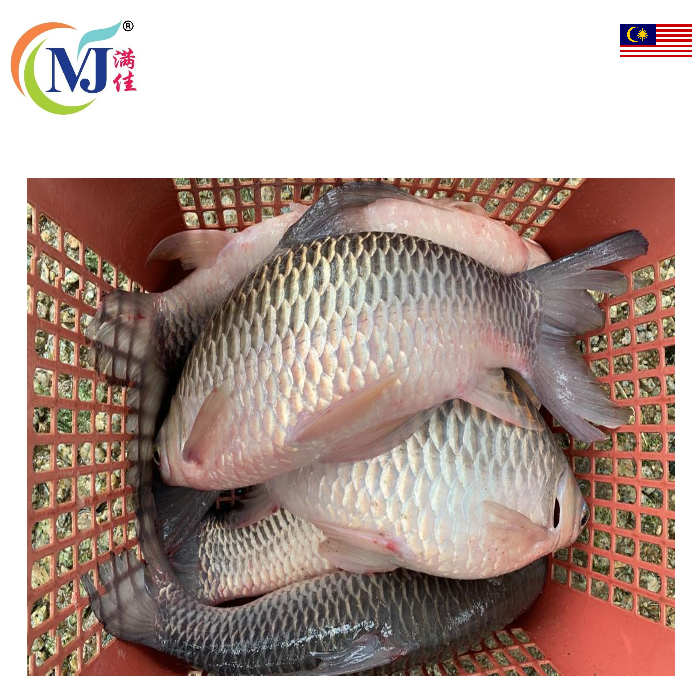 FISH JELAWAT PUTIH Live – Manja Foods