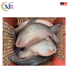 IKAN TONGKOL WHITE Frozen (Dijual mengikut kg)
