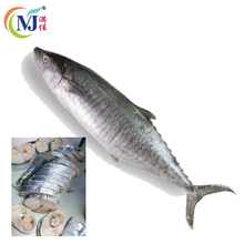 FISH TENGGIRI Frozen