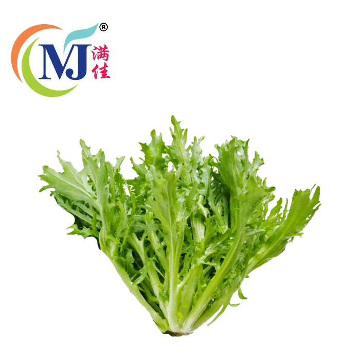 金马伦 九芽生菜