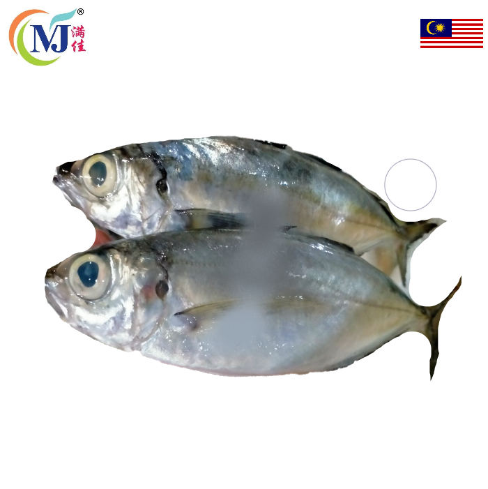 FISH BIG EYE SCAD/ Mata Besar