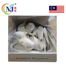 FISH BAWAL EMAS/ Golden Pomfret