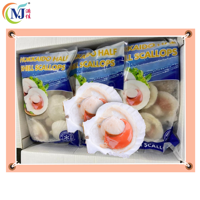 SCALLOP WHITE 1/2 Shell 10-12cm China