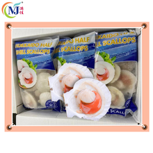 SCALLOP WHITE 1/2 Shell 10-12cm China