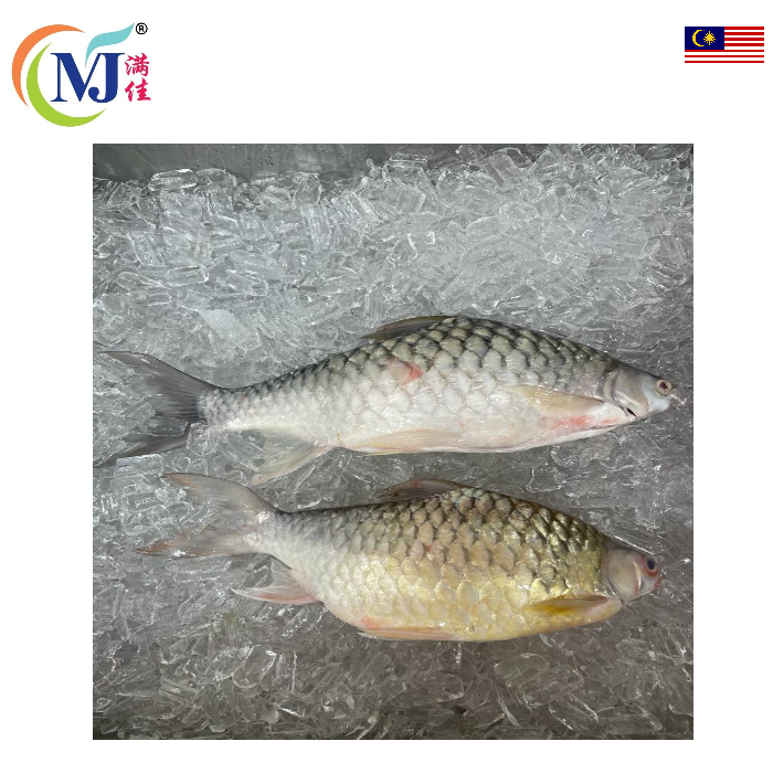 FISH KRAI Live
