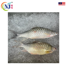 FISH KRAI Live