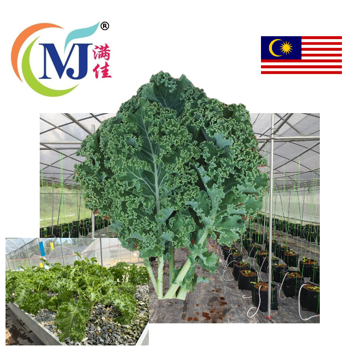 KALE KERINTING Cameron 