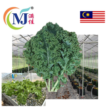 KALE KERINTING Cameron 