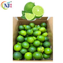 LIMAU NIPIS /LIME Green BIG Saiz Fresh