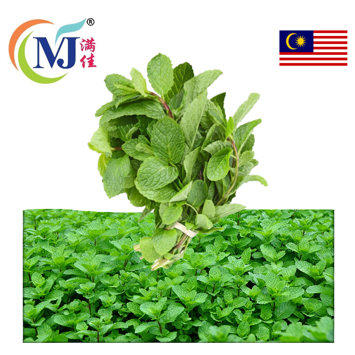 DAUN PUDINA/MINT LEAF Fresh