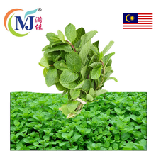 DAUN PUDINA/MINT LEAF Fresh