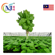 BASIL LEAF English Fresh
