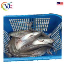 IKAN TONGKOL WHITE Frozen (Dijual mengikut kg)