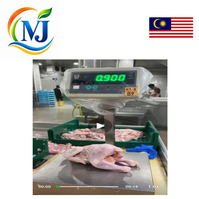AYAM BURUNG TUA Segar