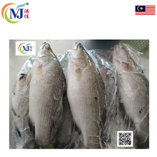 FISH SIAKAP/Barabundi ''Frozen''
