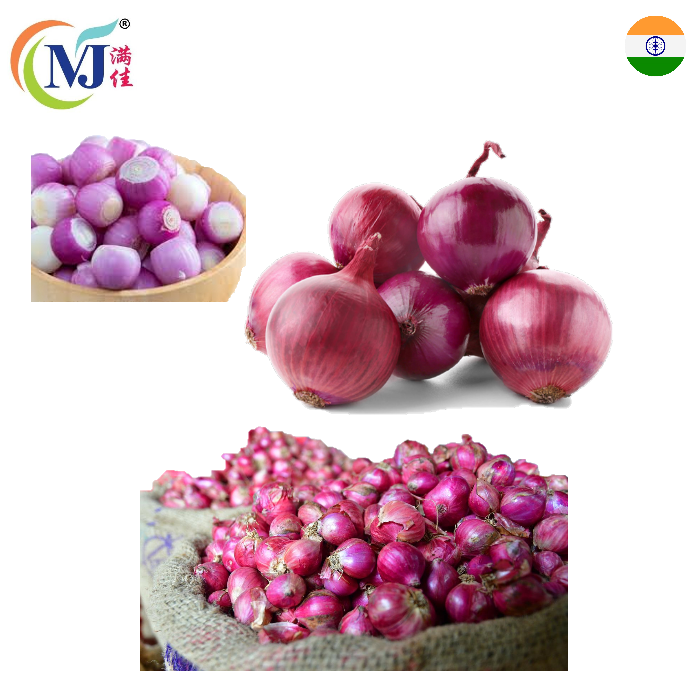 ONION / SHALLOT RED SMALL