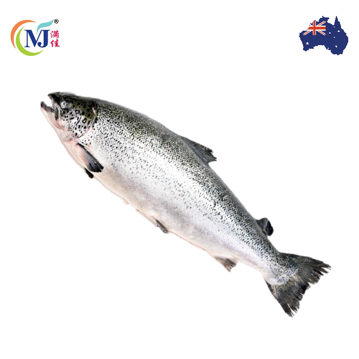 FISH SALMON WHOLE Norwegian Atlantic Frozen