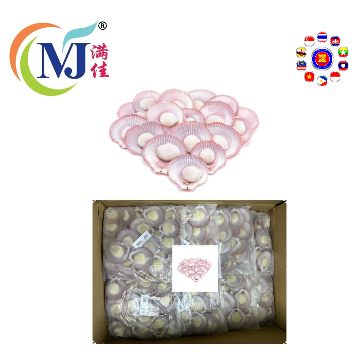 SCALLOP PINK HALF Shell