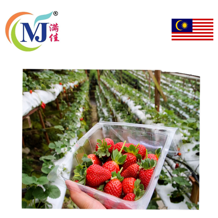 STRAWBERRIES Cameron