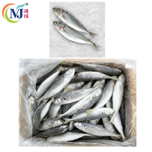 FISH SARDINE White Frozen