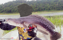 FISH FILLET TOMAN/Snakehead 多鳗鱼片 冷冻