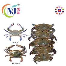 CRAB 3POT BLUE Male Frozen
