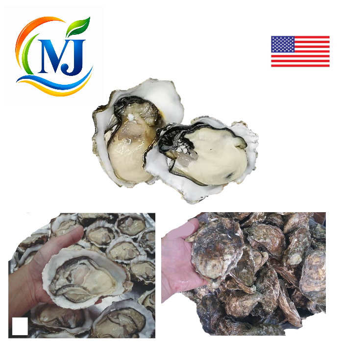 OYSTER LIVE USA
