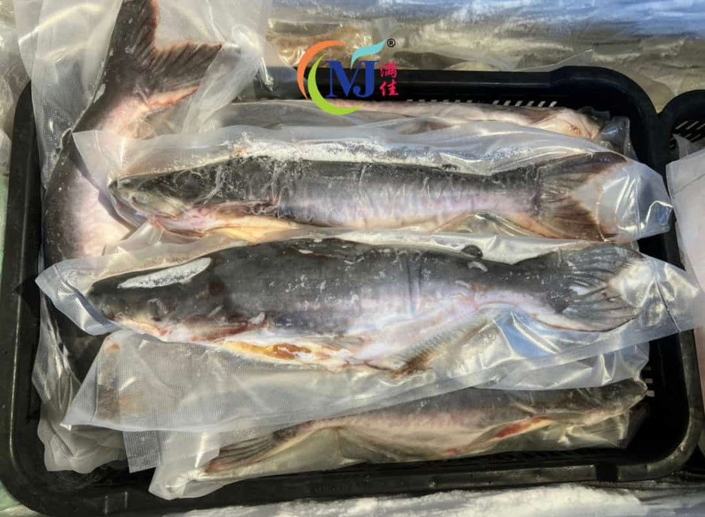 FISH PATIN / PANGASUI  Water Fall