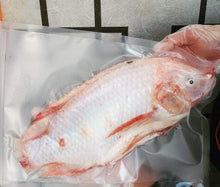 FISH TILAPIA RED WaterFall CleanA600-1kg