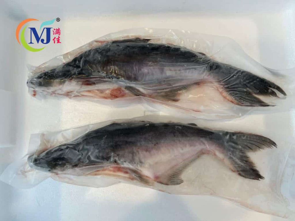 FISH PATIN HITAM Frozen Clean 800-1000g/NOS