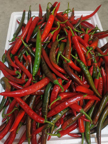 CILI MERAH Besar/ RED CHILLE A 红辣椒