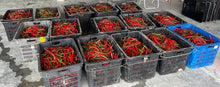 CILI MERAH Besar/ RED CHILLE A 红辣椒