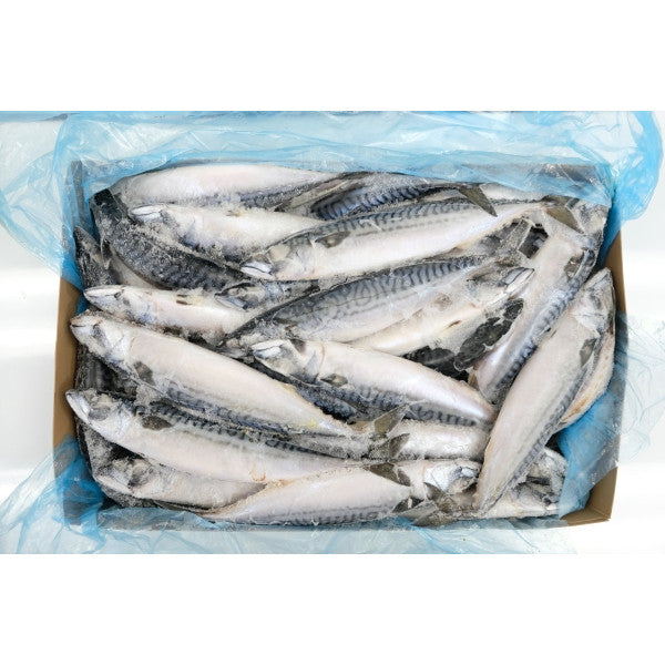 新西兰蓝鲭鱼 SABA (按公斤出售)