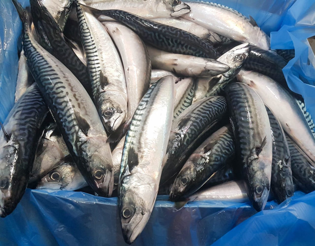 新西兰蓝鲭鱼 SABA (按公斤出售)