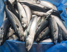 FISH BLUE MACKEREL SABA New Zealand (Sold by kg)