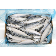 FISH BLUE MACKEREL SABA New Zealand (Sold by kg)