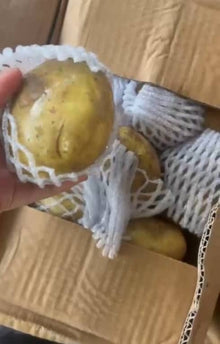 POTATO from Holland